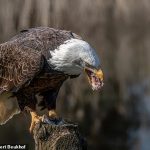 El crecimiento de la población de águilas calvas de EE. UU. en el noreste está disminuyendo hasta en un seis por ciento debido a que las aves comen municiones de disparo en los órganos de otros animales que quedan en el lugar después de recibir un disparo.