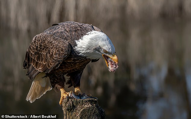 El crecimiento de la población de águilas calvas de EE. UU. en el noreste está disminuyendo hasta en un seis por ciento debido a que las aves comen municiones de disparo en los órganos de otros animales que quedan en el lugar después de recibir un disparo.