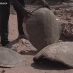 El equipo de fútbol de Ghana anota contra los cazadores furtivos de tortugas marinas