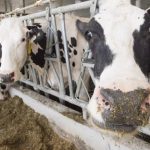 El fallo del panel de comercio de disputas de productos lácteos deja a Canadá y EE. UU. Reclamando la victoria: National