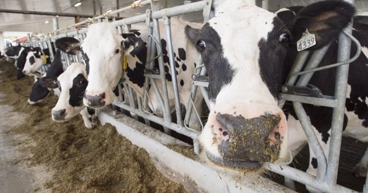 El fallo del panel de comercio de disputas de productos lácteos deja a Canadá y EE. UU. Reclamando la victoria: National