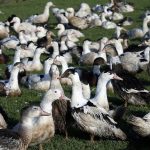 Francia sacrificará 2,5 millones de animales tras brotes de gripe aviar