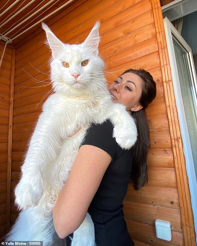 Un enorme gato de dos piedras de Rusia que se cree que es el más grande del mundo es tan grande que a menudo se confunde con un perro.