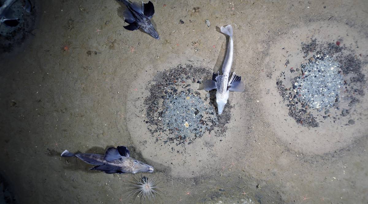 A thousand feet below the surface of the Weddell Sea off Antarctica, a breeding colony of icefish, 60 million active nests across 92 square miles, has been observed during a series of deep dives. (PS118, AWI OFOBS Team via The New York Times)