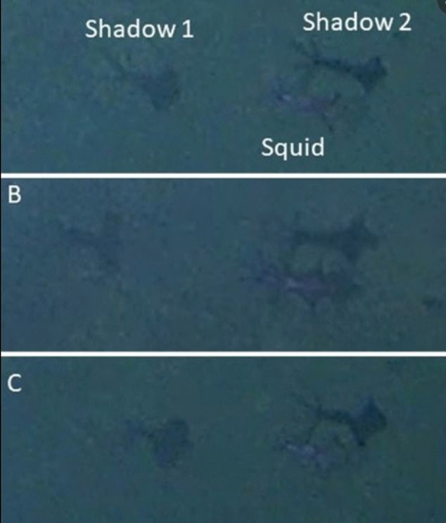 A más de 20,000 pies debajo de la superficie, los dos exploradores dentro del submarino capturaron una sombra (en la foto) que se arrastraba por el lecho marino y una investigación posterior demostró que era un calamar de aleta grande joven.