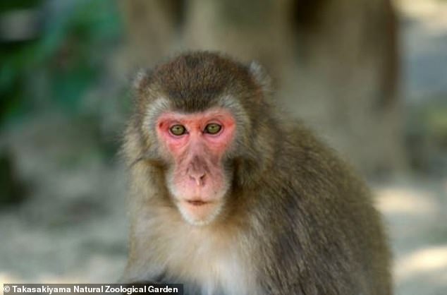 Yakei (en la foto) es una macaca japonesa hembra y la líder alfa de una manada de 677 monos en el Jardín Zoológico Natural de Takasakiyama.