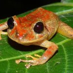 Una nueva especie de rana de lluvia, descubierta en la selva de Panamá, lleva el nombre de la activista climática adolescente Greta Thunberg