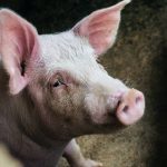 La muerte de un cerdo mascota provoca una investigación sobre la peste porcina africana en Tailandia