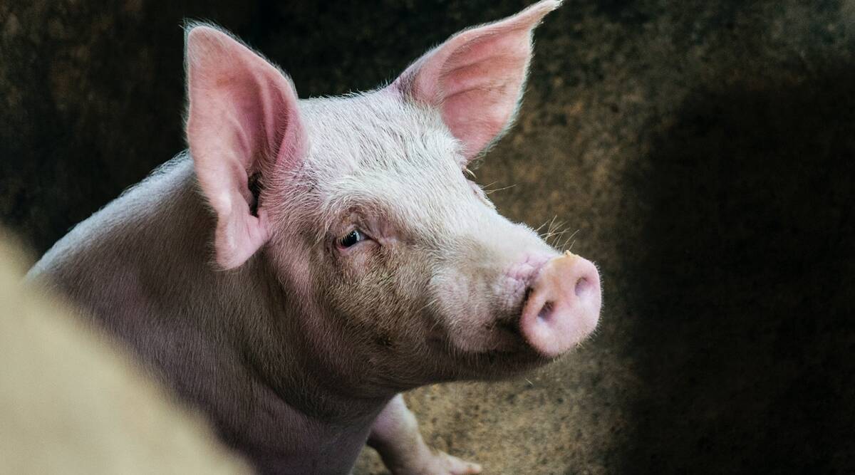La muerte de un cerdo mascota provoca una investigación sobre la peste porcina africana en Tailandia