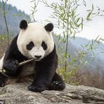 El panda gigante (Ailuropoda melanoleuca, en la foto) se alimenta exclusivamente de bambú fibroso, pero se las arregla para mantenerse gordito y saludable durante todo el año.