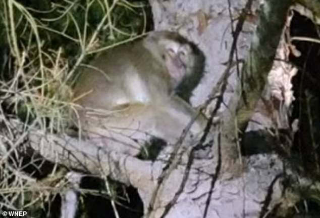 Uno de los monos (en la foto) fue encontrado en un árbol, y luego se escucharon tres disparos, informó WNEP.