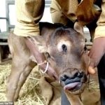 Un ternero en el pueblo indio de Rajnand, Chhattisgarh, nació con un tercer ojo y un par adicional de fosas nasales.