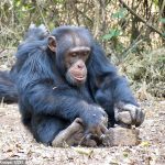 Los chimpancés no saben automáticamente qué hacer cuando se encuentran con nueces y piedras y deben aprender el complejo comportamiento de los demás, según un estudio.