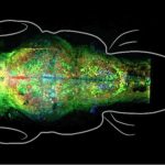 Un equipo de investigadores de la USC ha filmado los cerebros del pez cebra para mostrar cómo el cerebro procesa y almacena los recuerdos.  En la imagen se muestra un escaneo de un pez cebra joven usando el microscopio hecho a medida de la USC.