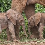 Los expertos han 'cruzado los dedos' para la supervivencia de gemelos elefantes raros