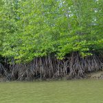 mangrove