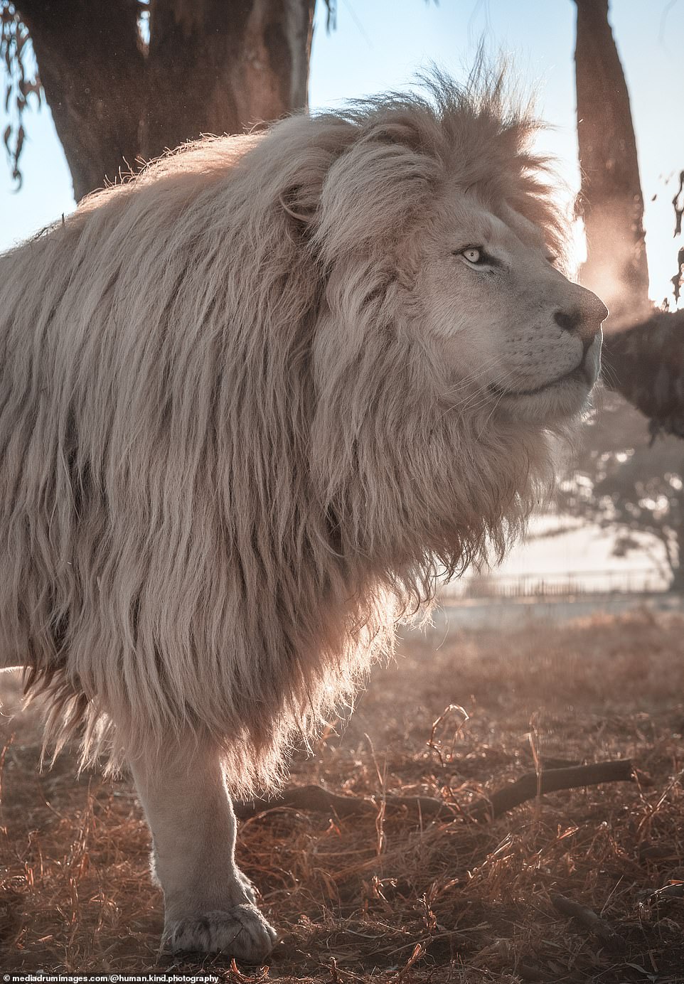 Majestuoso León Blanco Con Cabello Inmaculado Es Un éxito En El Santuario  De Vida Salvaje De Sudáfrica