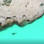 Momentos antes de que un grupo de nadadores saltara de la roca icónica al océano cristalino, los nadadores vieron un gran tiburón blanco justo debajo de la superficie (en la foto)