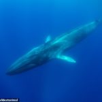 Según un estudio, las ballenas barbadas que se alimentan de embestidas (o los rorcuales comunes, en la foto) tienen un