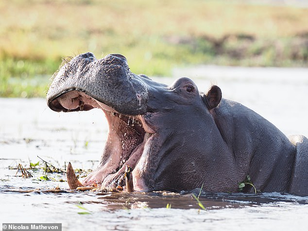 Los hipopótamos pueden distinguirse entre sí en función de los ruidos de