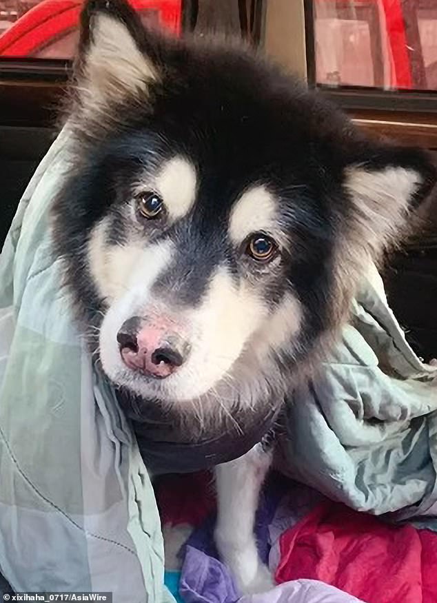 El Alaskan Malamute de seis años fue llevado a los veterinarios en Jinzhong, Shanxi, norte de China por su dueña, conocida como la Sra. Xu.