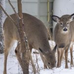 Plan para usar ballestas para matar ciervos molestos en la ciudad de Nueva Escocia cuestionado por los críticos