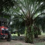 Sabah de Malasia aspira a ganar en grande como el primer estado de aceite de palma verde del mundo