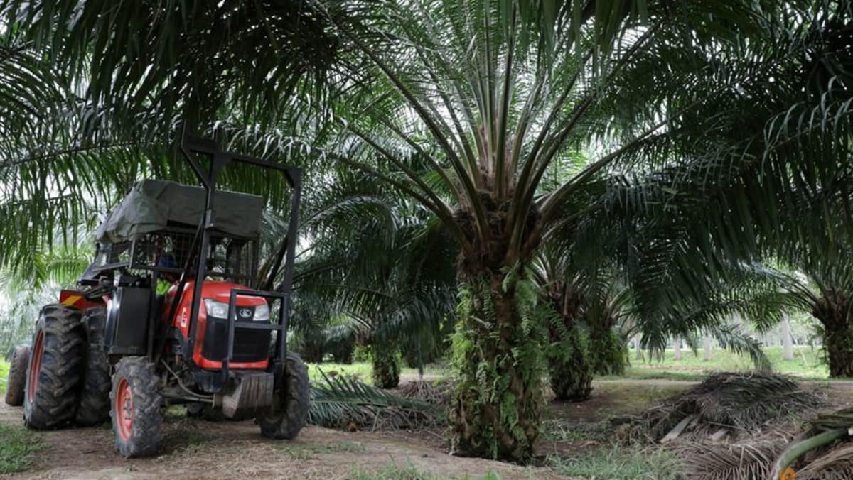 Sabah de Malasia aspira a ganar en grande como el primer estado de aceite de palma verde del mundo