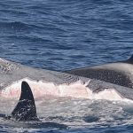 Las orcas se pueden ver dando vueltas alrededor de la ballena azul, el mamífero vivo más grande de la Tierra, frente a la bahía de Bremer en el suroeste de Australia, en esta foto de la Universidad de Flinders.