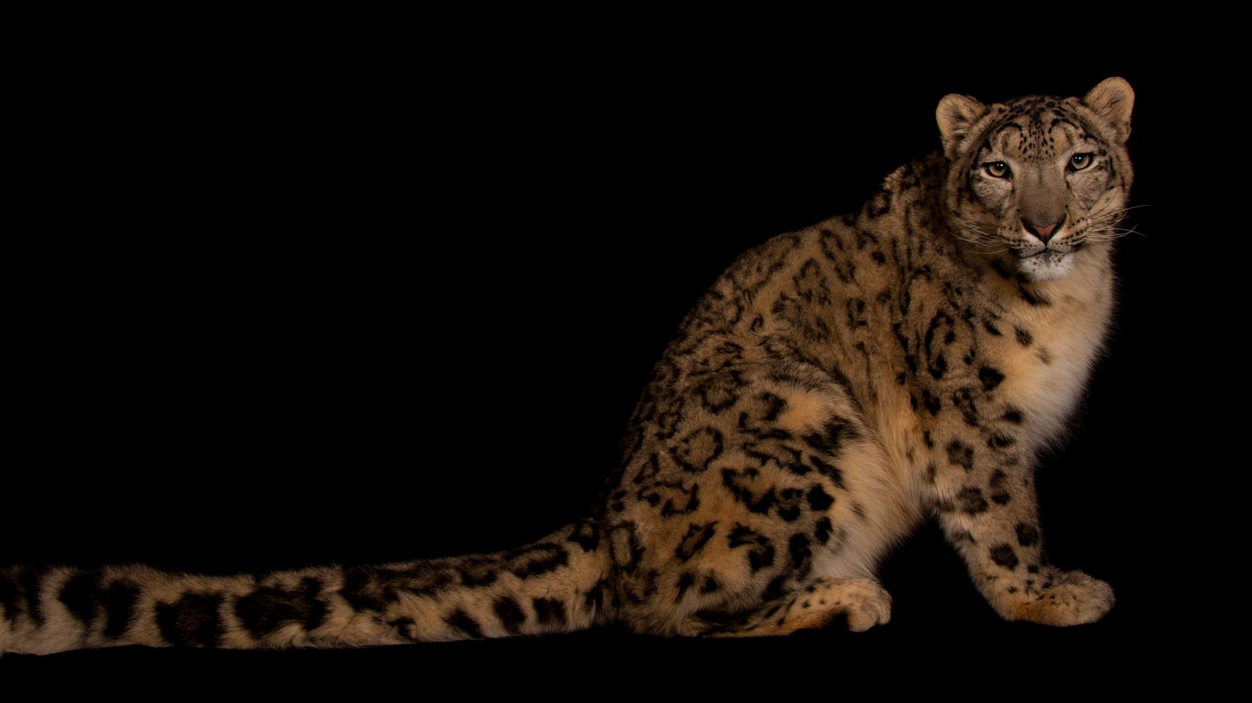 Snow Leopard muere después de contraer COVID-19, dice zoológico de Illinois
