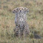 El momento 'fascinante' en el que tres guepardos se alinean perfectamente para que parezca que un animal tiene tres cabezas