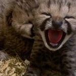 Zoológico de Toronto da la bienvenida a una camada de cachorros de guepardo, dice que 3 de ellos parecen estar bien - Toronto