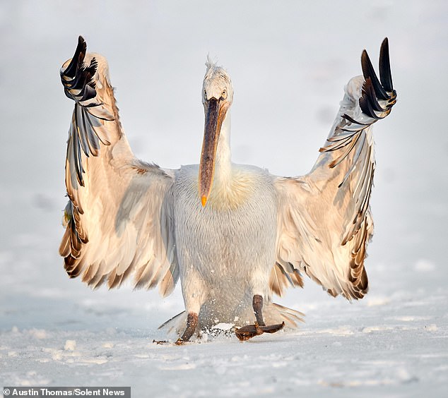 Volteando el pájaro: el fotógrafo aficionado, Austin Thomas, de 55 años, capturó imágenes de un pelícano que parecía hacer el signo V mientras extendía sus alas en el lago Kerkini en la región de Macedonia, al norte de Grecia.