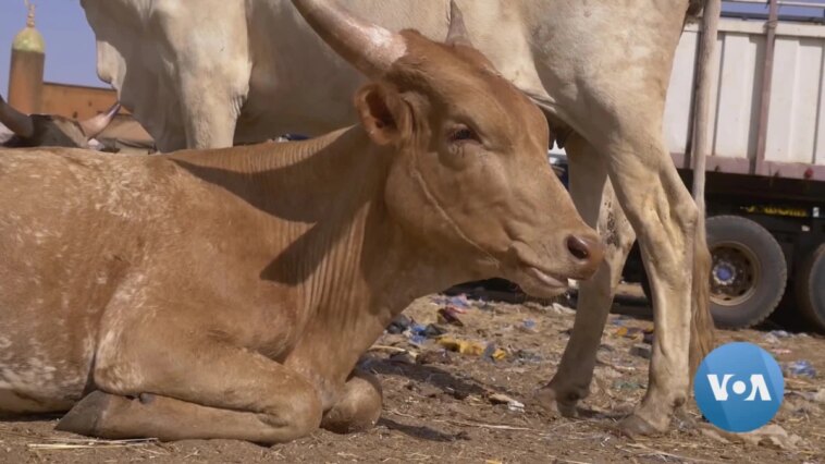 Robo de ganado terrorista es parte de la mezcla tóxica de la inseguridad alimentaria en el Sahel