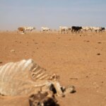 Buen pronóstico de temporada de lluvias para partes del Cuerno de África asoladas por la sequía