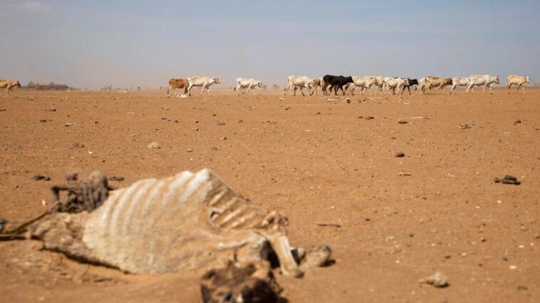 Buen pronóstico de temporada de lluvias para partes del Cuerno de África asoladas por la sequía
