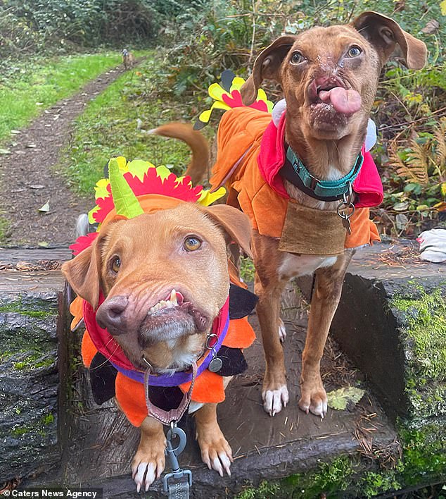 Dos perros deformes, Picasso y Newt, (en la foto) se han convertido en mejores amigos después de que la misma familia los adoptara con cinco años de diferencia.