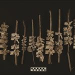 Hormigueo: los arqueólogos que trabajan en Perú han encontrado casi 200 ejemplos de vértebras humanas ensartadas en postes de caña