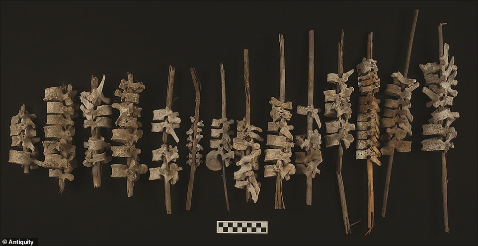 Hormigueo: los arqueólogos que trabajan en Perú han encontrado casi 200 ejemplos de vértebras humanas ensartadas en postes de caña