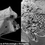 Los paleontólogos han descubierto un cráneo de pez fósil de 10 millones de años (derecha) que estaba lleno de cientos de gránulos fecales de
