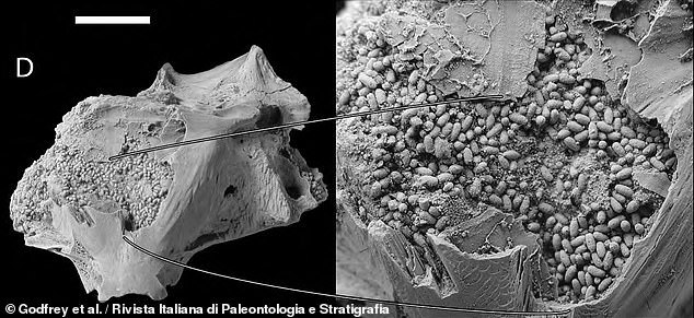 Los paleontólogos han descubierto un cráneo de pez fósil de 10 millones de años (derecha) que estaba lleno de cientos de gránulos fecales de 