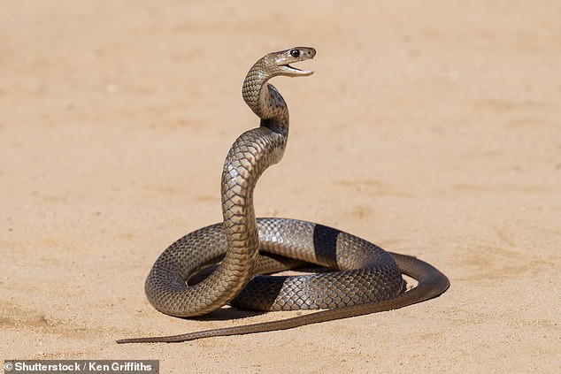 Un nuevo estudio ha revelado el sorprendente origen de dos de las serpientes más peligrosas de Australia: la serpiente tigre y la serpiente marrón (en la foto)