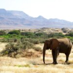 Los conservacionistas denuncian que Namibia exporta elefantes salvajes