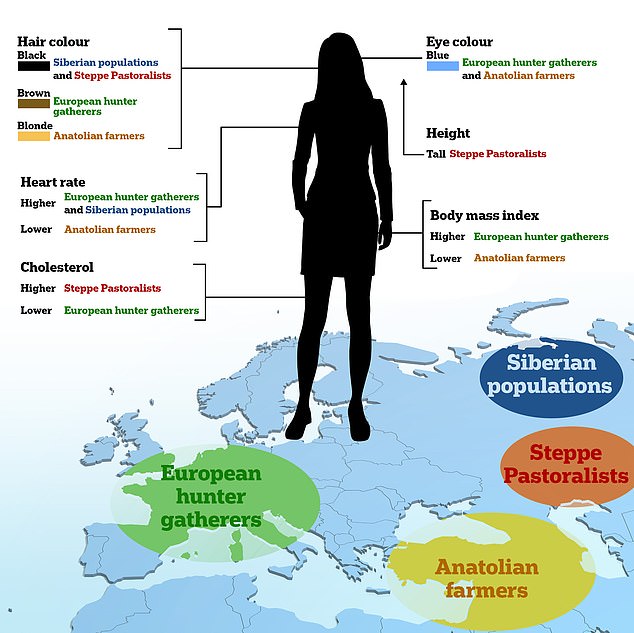 Maquillaje europeo: los europeos actuales deben sus ojos azules a los cazadores-recolectores y su cabello rubio a los agricultores neolíticos de Anatolia, sugiere un nuevo estudio.  Los científicos observaron cómo la antigua mezcla de ancestros ha ayudado a dar forma a nuestros cuerpos en la actualidad (en la foto)