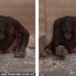 Inteligente: los orangutanes no entrenados saben instintivamente cómo juntar rocas y cortar con piedras afiladas, según ha descubierto un nuevo estudio.  Los investigadores probaron la fabricación y el uso de herramientas en dos simios machos cautivos en el zoológico de Kristiansand en Noruega (en la foto)