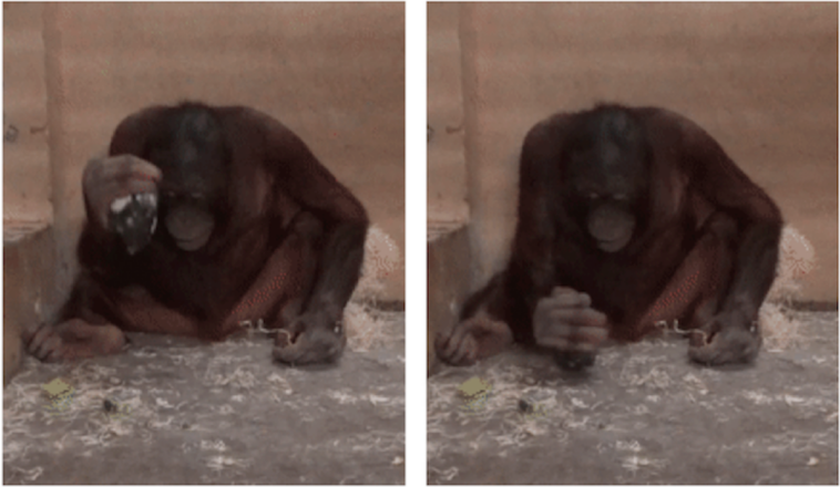 Los orangutanes usan instintivamente martillos para golpear y piedras afiladas para cortar: estudio