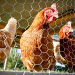 NS Natural Resources monitorea aves silvestres después de que se detectó la gripe aviar
