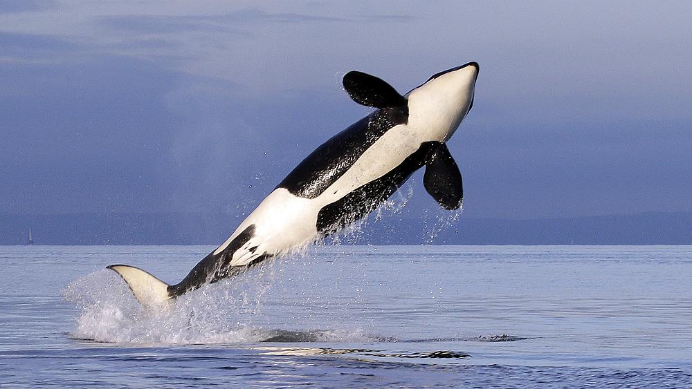 Policía española desmantela red de drogas que 'fingía ataques de orcas' para ayudar al contrabando
