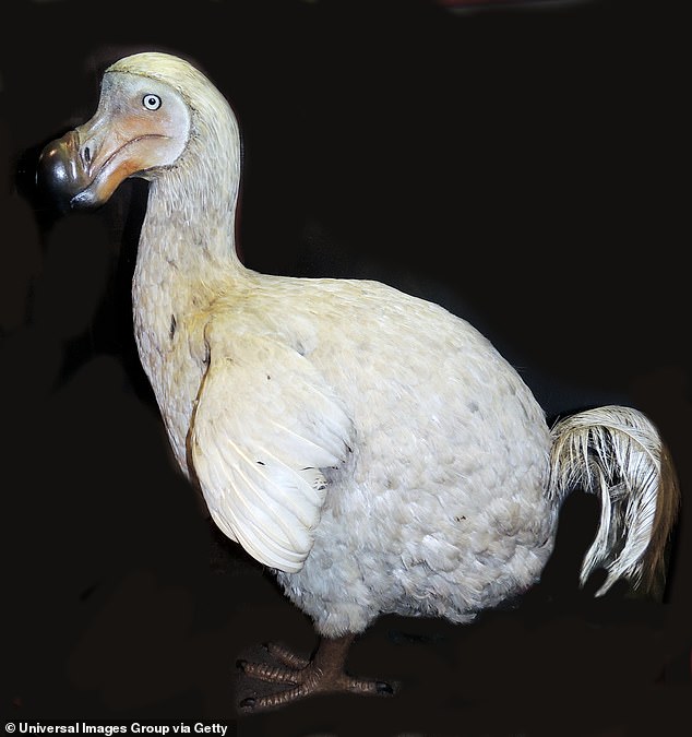 Han surgido esperanzas de que el dodo pueda recuperarse de la extinción después de que los científicos secuenciaron el genoma completo del ave por primera vez.