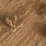 NASA’s Curiosity Rover has snapped a picture of a mineral formation that is shaped like a flower. The formation resembles a coral or sea anemone in the picture, but it is just a lifeless structure.